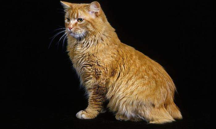 Cymric-Katzen haben keinen oder nur einen kurzen Schwanz
