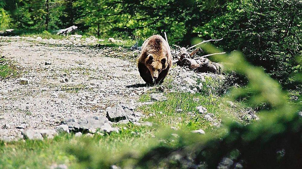 Seit 20 Jahren werden in der Umgebung von Bad Eisenkappel/ Železna kapla Bären nachgewiesen