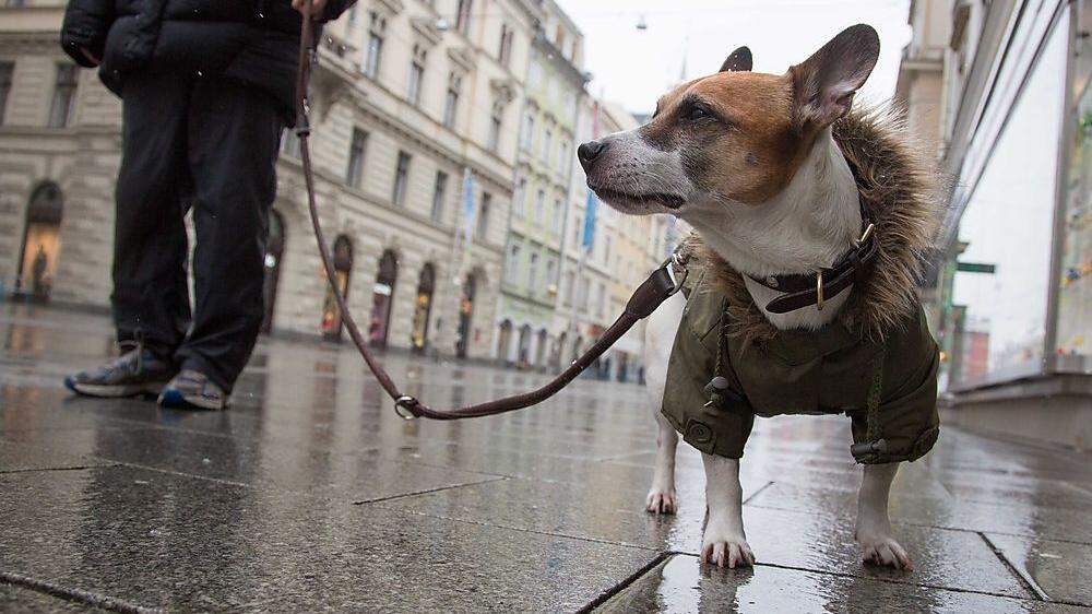 Ab 2019 zahlt man in Graz keine Hundesteuer mehr