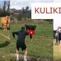 Kühe ärgern und sich dabei filmen lassen – Menschen kommen für ein paar Klicks auf die verrücktesten Ideen