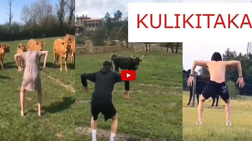 Kühe ärgern und sich dabei filmen lassen – Menschen kommen für ein paar Klicks auf die verrücktesten Ideen