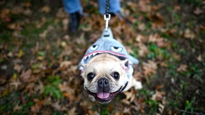 In New York ging die legendäre Tompkings Square Halloween Dog Parade über die Bühne.