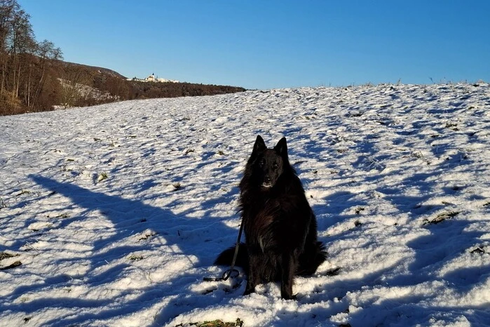 Auch Hund Apollo freut sich beim Morgenspaziergang über den ersten Schnee. 