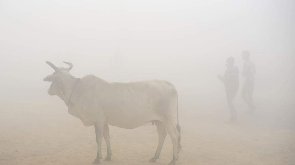 Kühe sind für die hinduistische Mehrheitsbevölkerung Indiens heilig
