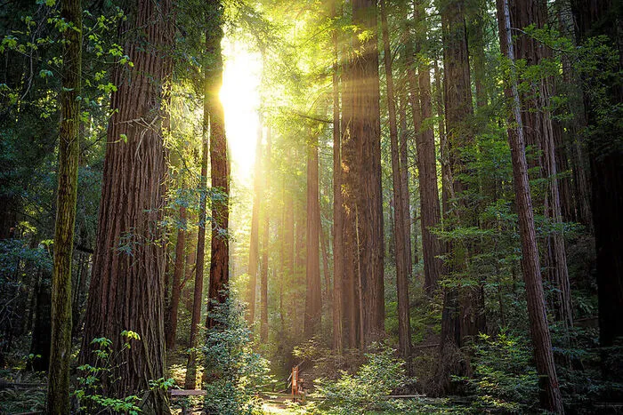 Die Muir Woods in der Nähe von San Francisco in Kalifornien sind als National Monument eingestuft und schützen die letzten in der Region verbliebenen Baumriesen des Küstenmammutbaums (Sequoia sempervirens), der höchsten Baumart der Erde. Reservierungen sind das ganze Jahr über notwendig.