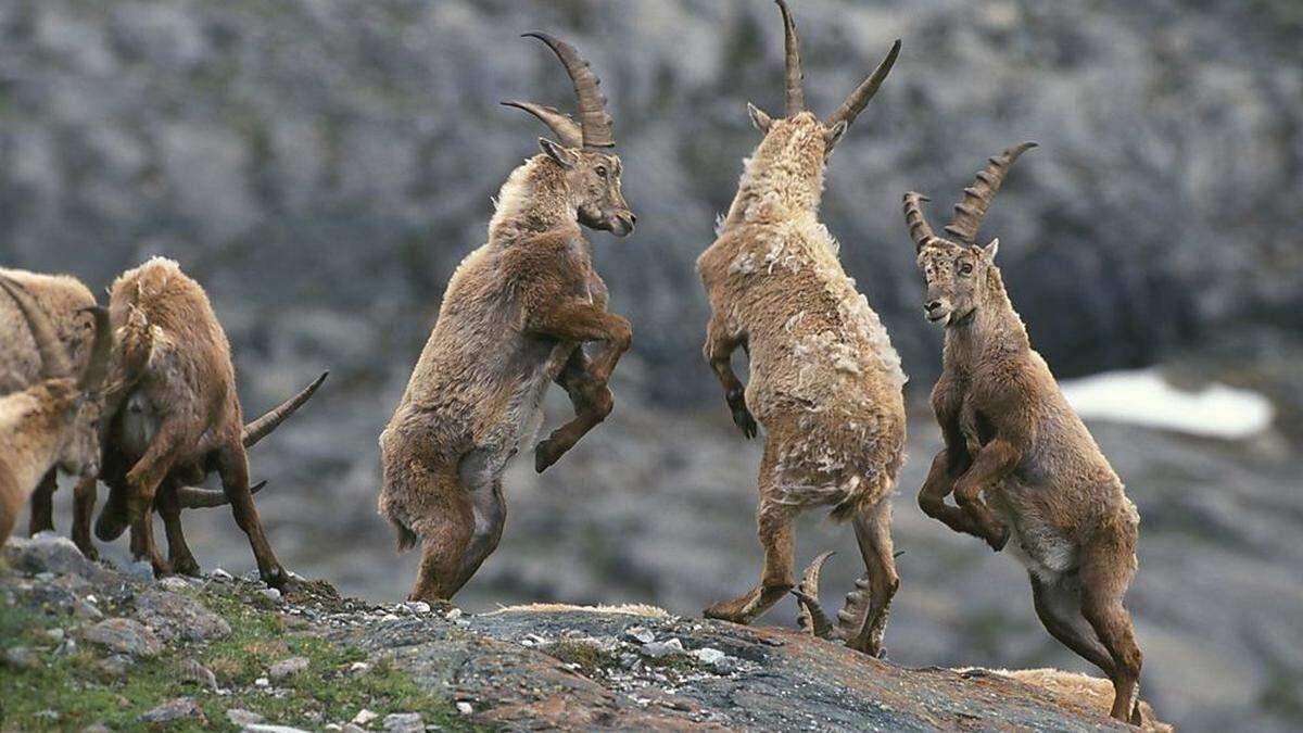 Auch der Nationalpark Hohe Tauern mit dessen Tierwelt wird Thema sein