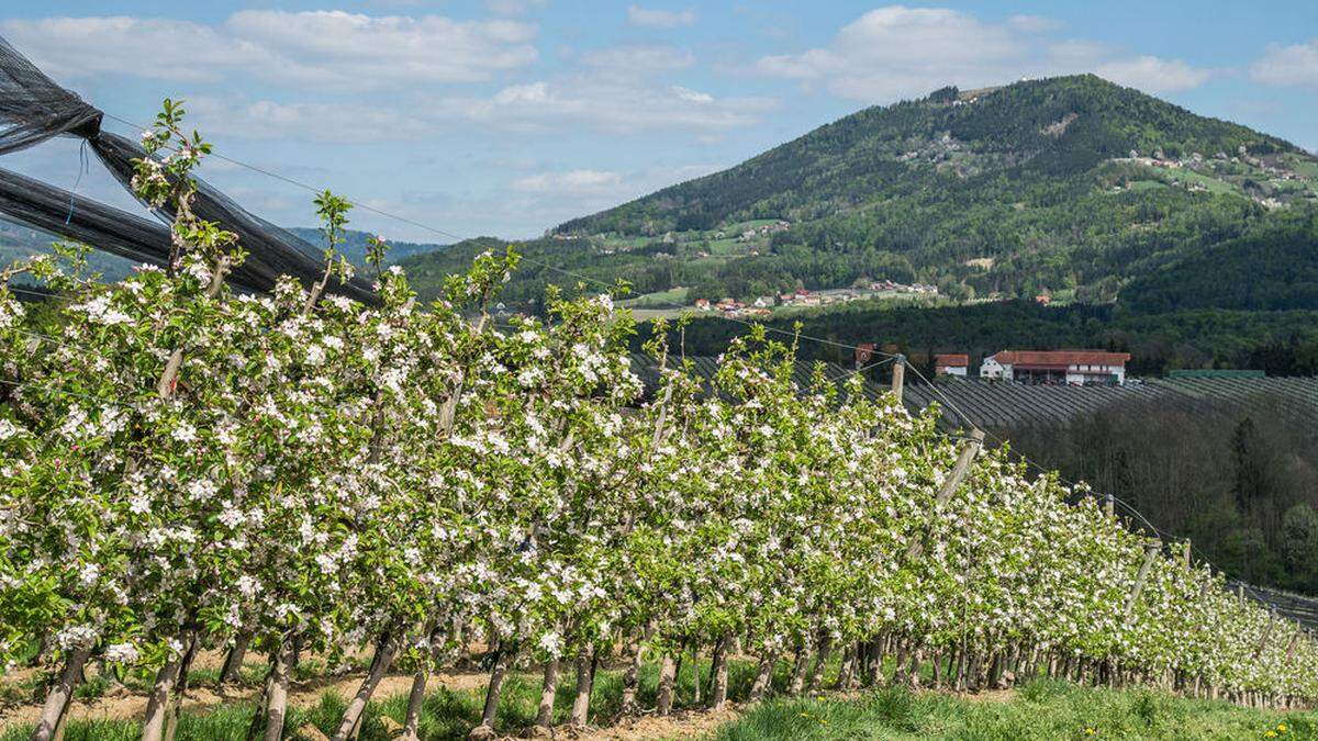 Das Apfelland zur Zeit der Apfelblüte