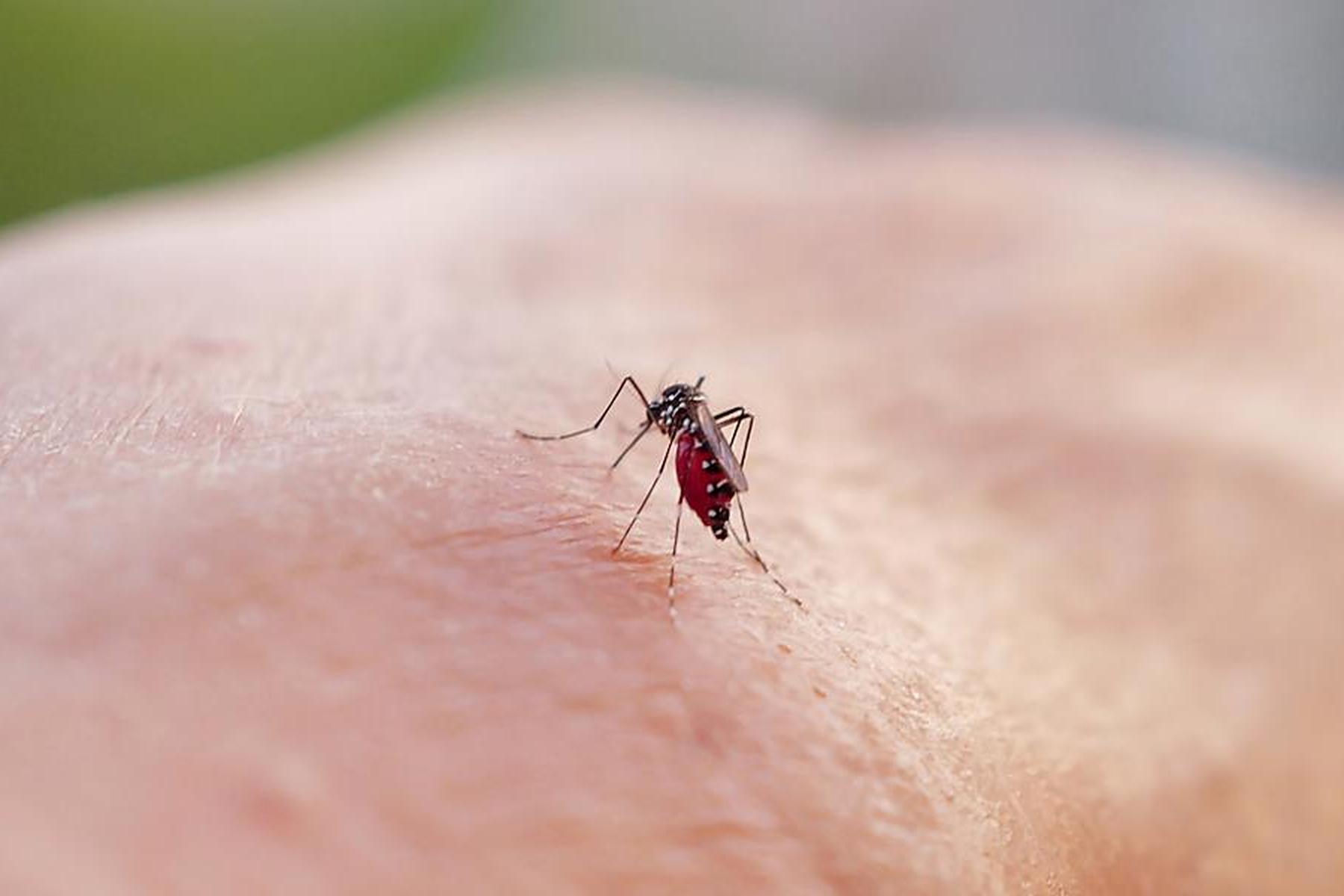 Dengue & Co. : Diese gefährlichen Viren bringt die Tigermücke nach Österreich 
