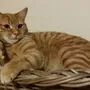 Kater "Sunny" wird vermisst. Er ist in Villach-Lind entlaufen