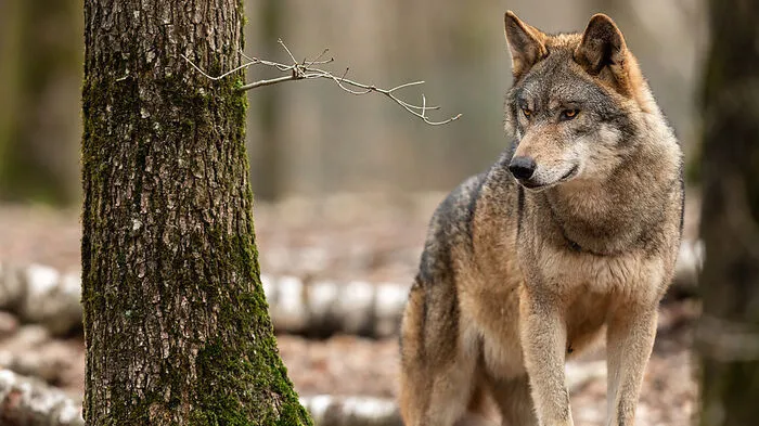 Verordnungen zum Abschuss des Wolfes wurden zuletzt kontrovers diskutiert