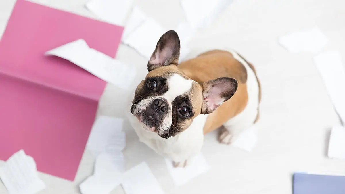 Die Inneneinrichtung „umzugestalten“ ist ein Anzeichen dafür, dass der Hund sich alleine zu Hause nicht wohlfühlt