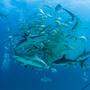 Große Mengen von Kokain wurden bei frei lebenden Haien in einer Studie nachgewiesen (Symbolbild)