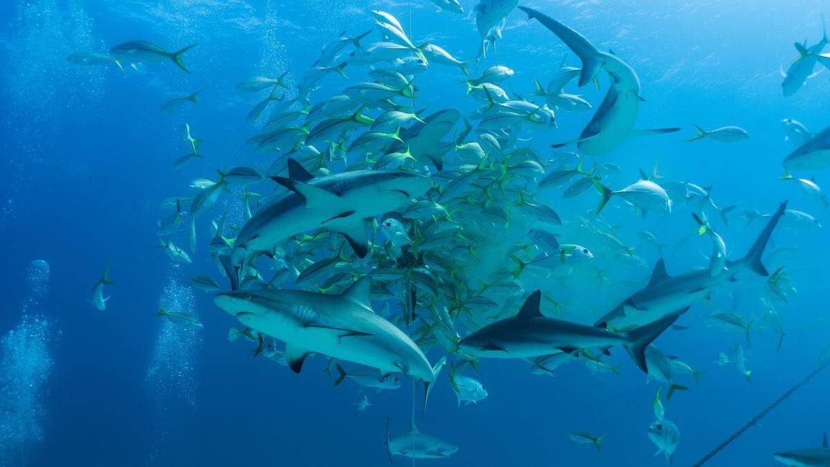 Große Mengen von Kokain wurden bei frei lebenden Haien in einer Studie nachgewiesen (Symbolbild)