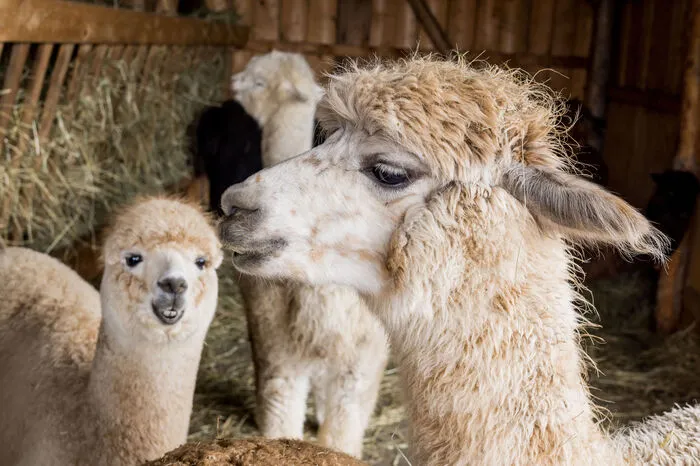 Klicken Sie sich durch die tierischen Fotos!