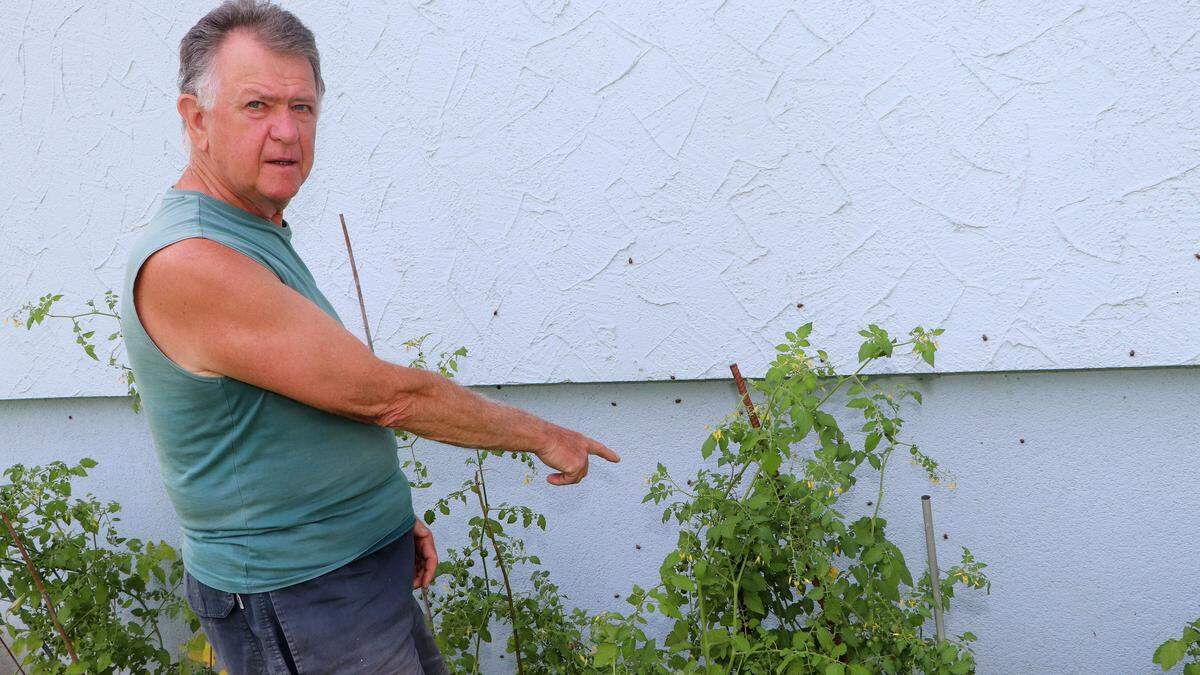 Das Haus von Robert Mlinaritsch ist von Kartoffelkäfern befallen.