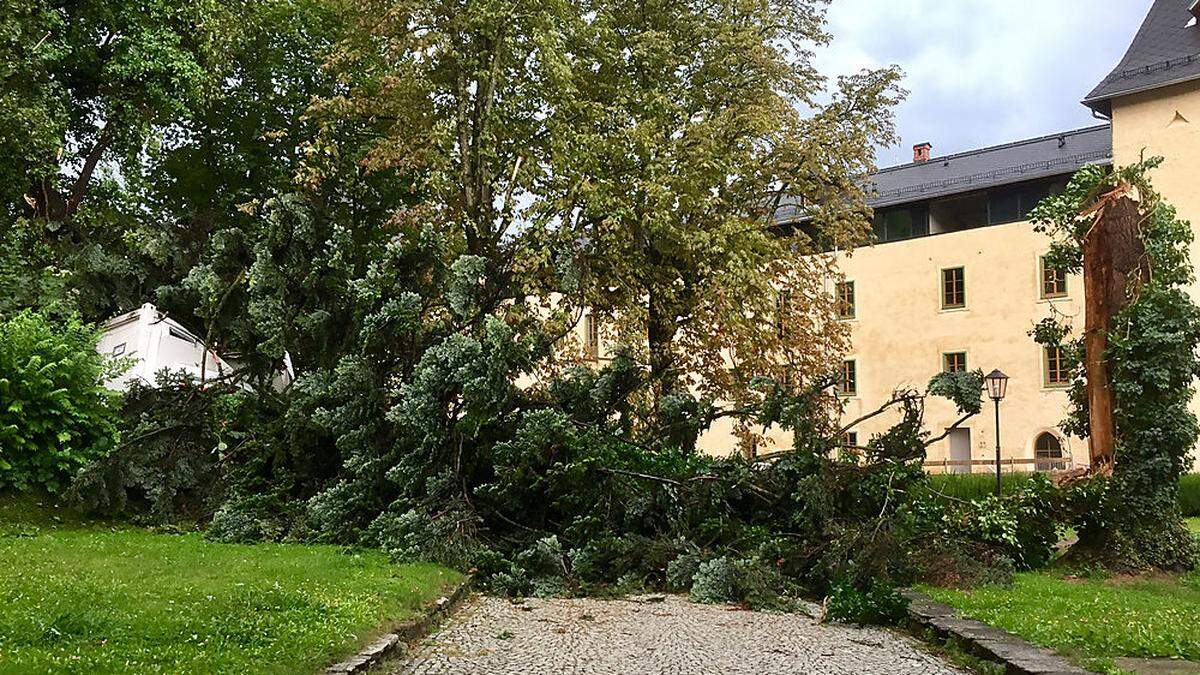 Tanne traf Baucontainer am Areal des Lindenhofs in Millstatt