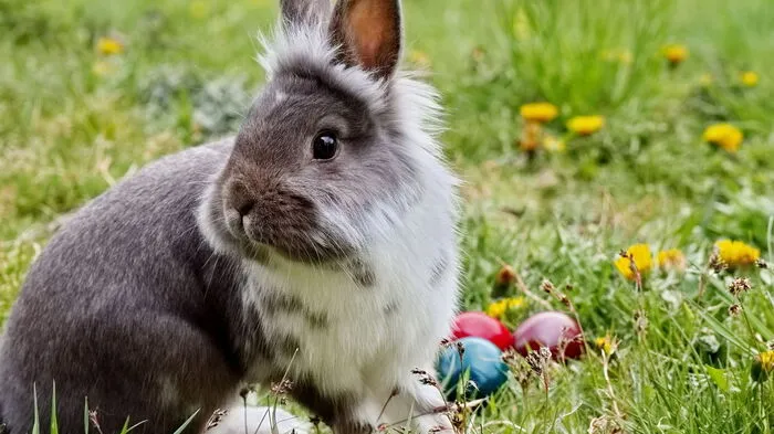 Simone Peinhardt ist in den Osterfeiertagen am Oberberg dem Osterhasen, pardon, -kaninchen begegnet.