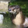 Putzig und gefräßig: Der Otter ist eine Gefahr für die Wildfische 