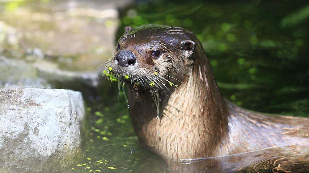 Putzig und gefräßig: Der Otter ist eine Gefahr für die Wildfische 