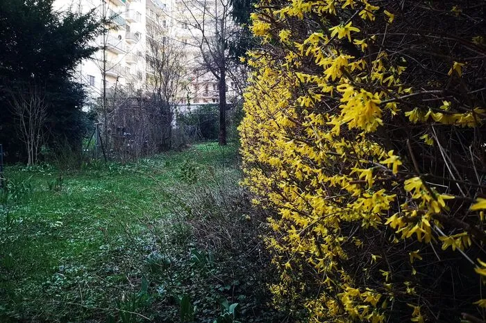 Je dunkler es wird, desto mehr verschwimmen bei Fotos die Kontraste. Ebenfalls um 19.20 wurde dieses Bild aufgenommen. Auf der Wiese setzen sich die Grashalme klar ab, ebenso wie der Bodenefeu. Die Farben wirken lebendig.