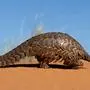 Pangolin