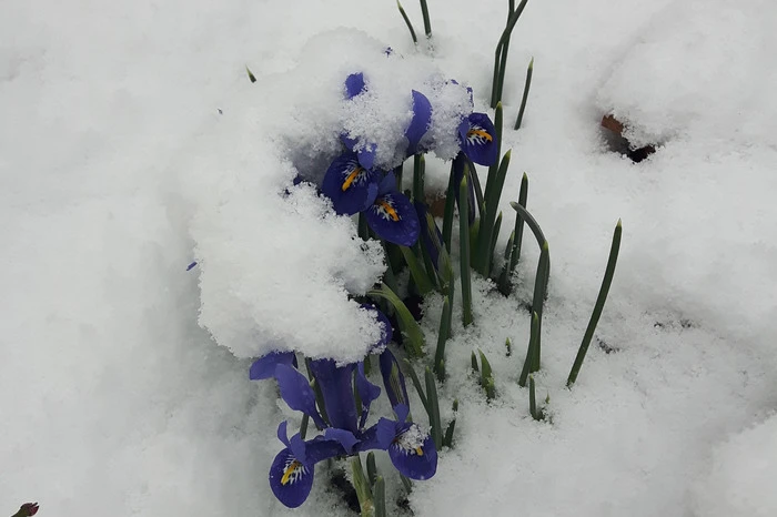 Renate Hier aus Vorau schickte uns auch zwei winterliche Eindrücke ...