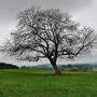 Ein Winter ohne Schnee im Großraum Graz und vielen Teilen der Oststeiermark