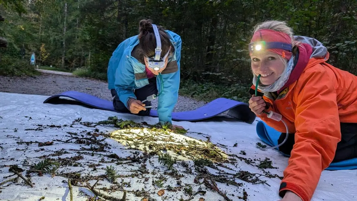 Julia Lamprecht und Antonia Körner beim Sortieren der Proben, die von einem Baum geholt worden sind