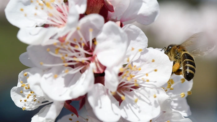 Frühling liegt in der Luft - und damit steht in der Wachau auch das alljährliche Schauspiel des rosa-weißen Blütenzaubers bevor.