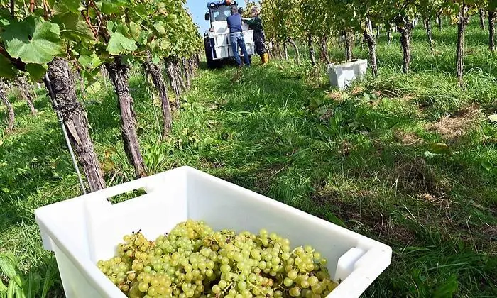Die Trauben kommen später in die Presse
