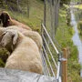Die drei Schafe haben bereits ihr Wochenendquartier bezogen