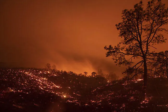 Die Flammen verbrennen auch bereits abgestorbene Bäume