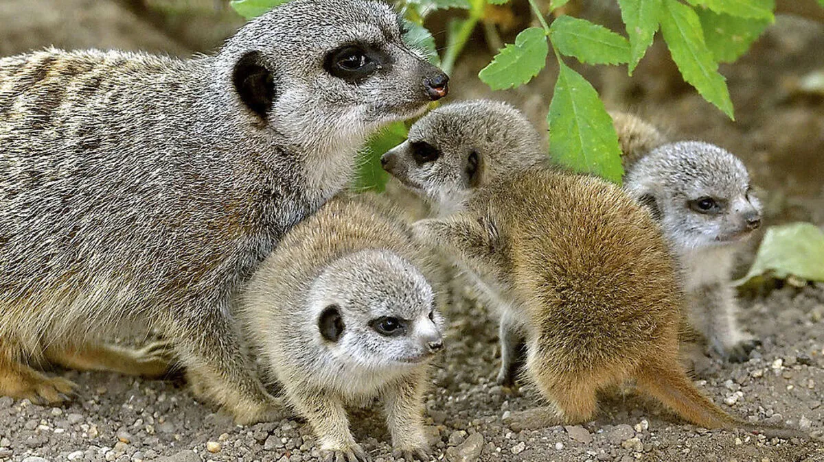 Der Erdmännchen-Nachwuchs in Schönbrunn