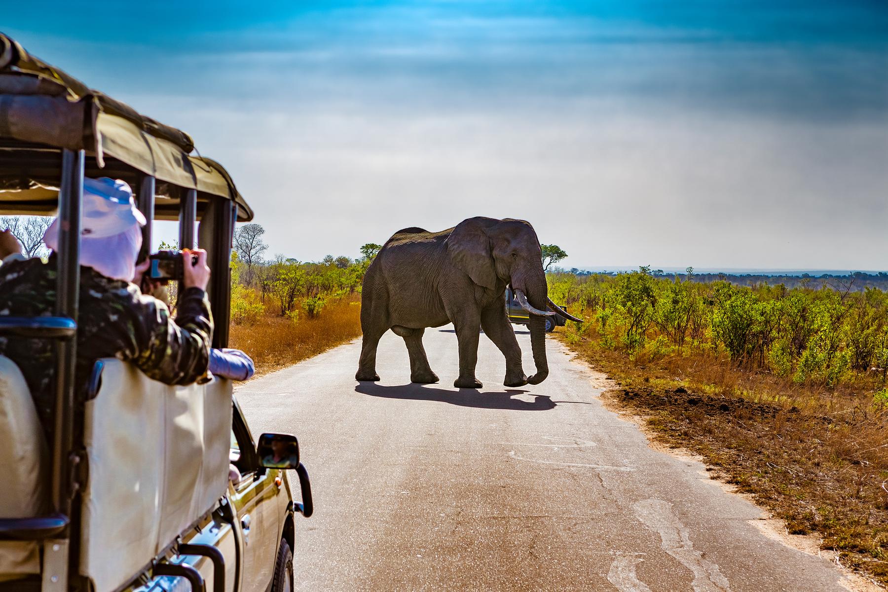 Absolutes Glück: Safari-Touristen erleben Geburt von Elefantenbaby hautnah