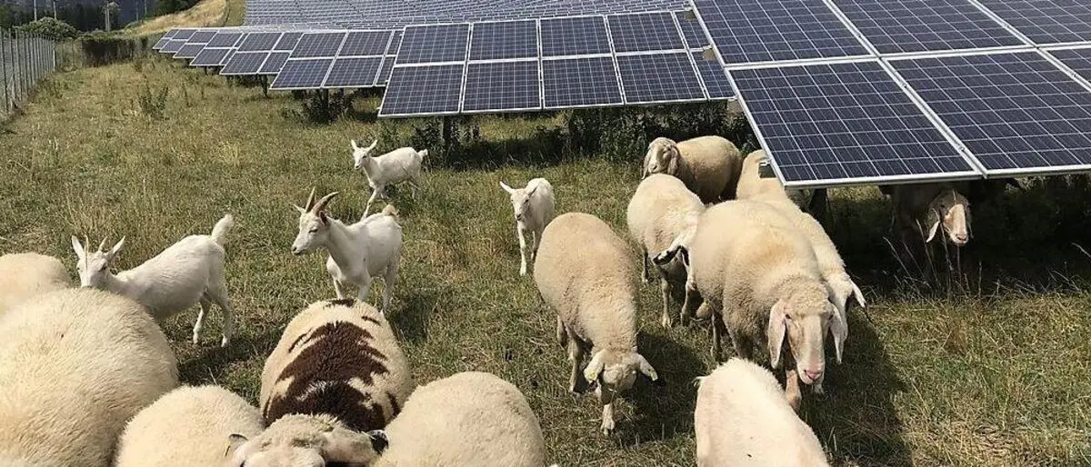 Schafe, aber auch Hühner weiden oft unter Agri-PV-Anlagen