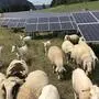 Schafe, aber auch Hühner weiden oft unter Agri-PV-Anlagen