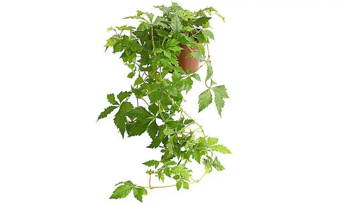 Zum Klettern braucht Zimmerwein nicht unbedingt ein Rankgerüst