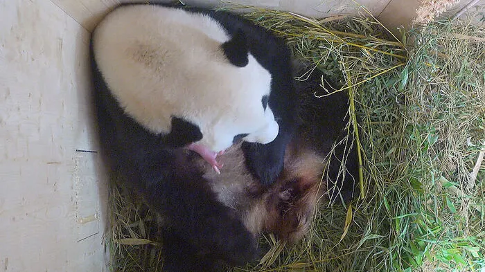 Panda-Nachwuchs in der Wurfbox
