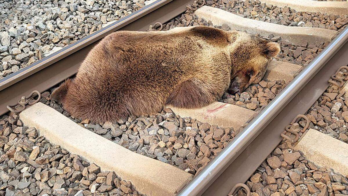 Der Bär blieb nach dem Zusammenstoß tot zwischen den Schienen der Tauernbahn liegen. 