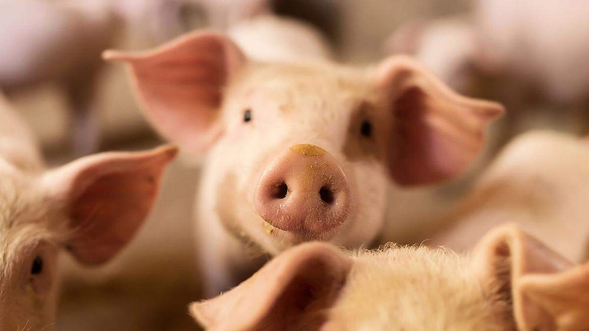 Schweine ohne gentechnikfreie Kost sind selten