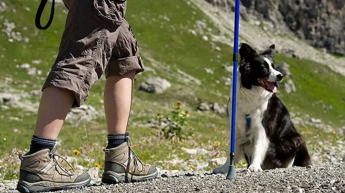 Der Mann war mit seinem Hund unterwegs (Symbolfoto)