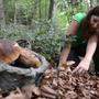 Wer derzeit durch Kärntens Wälder spaziert, kann mit vollem Pilzkorb heimkommen
