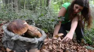 Wer derzeit durch Kärntens Wälder spaziert, kann mit vollem Pilzkorb heimkommen