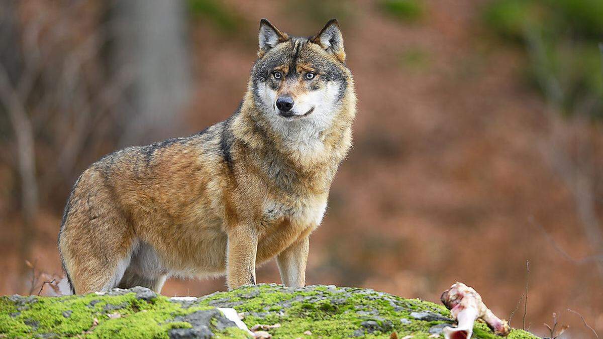 In Kärnten leben aktuell sieben Wölfe (Sujetbild)