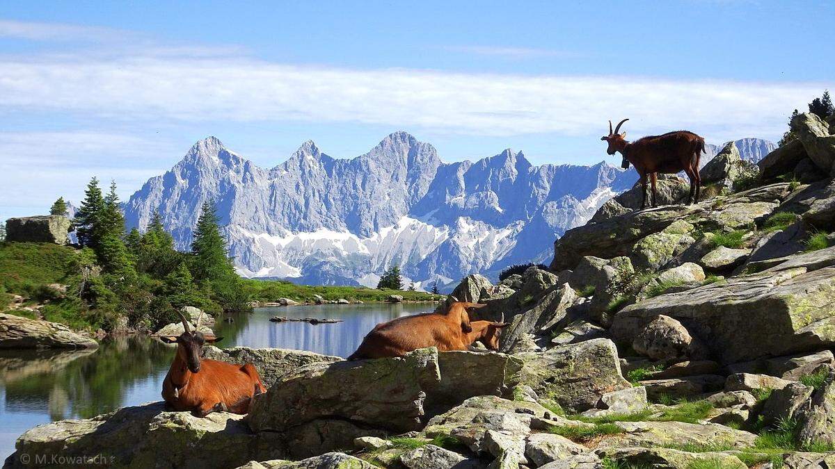 Ziegen am Spiegelsee, Angriff passierte am darunter gelegenen Untersee