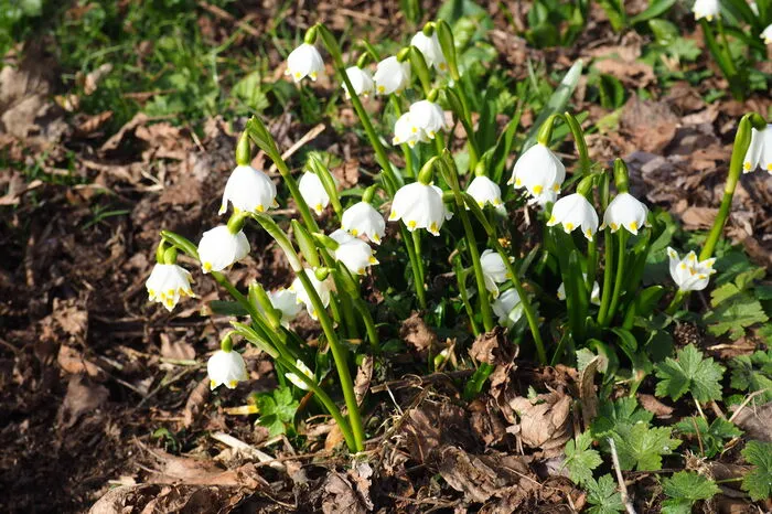 Die Frühlingsknotenblume wird oft mit dem Schneeglöckchen verwechselt. Mit der bauchigen Glockenform, dem vergrößerten Fruchtknoten und dem gelbgrünen Fleck auf jedem Blütenblatt ist sie aber leicht erkennbar.