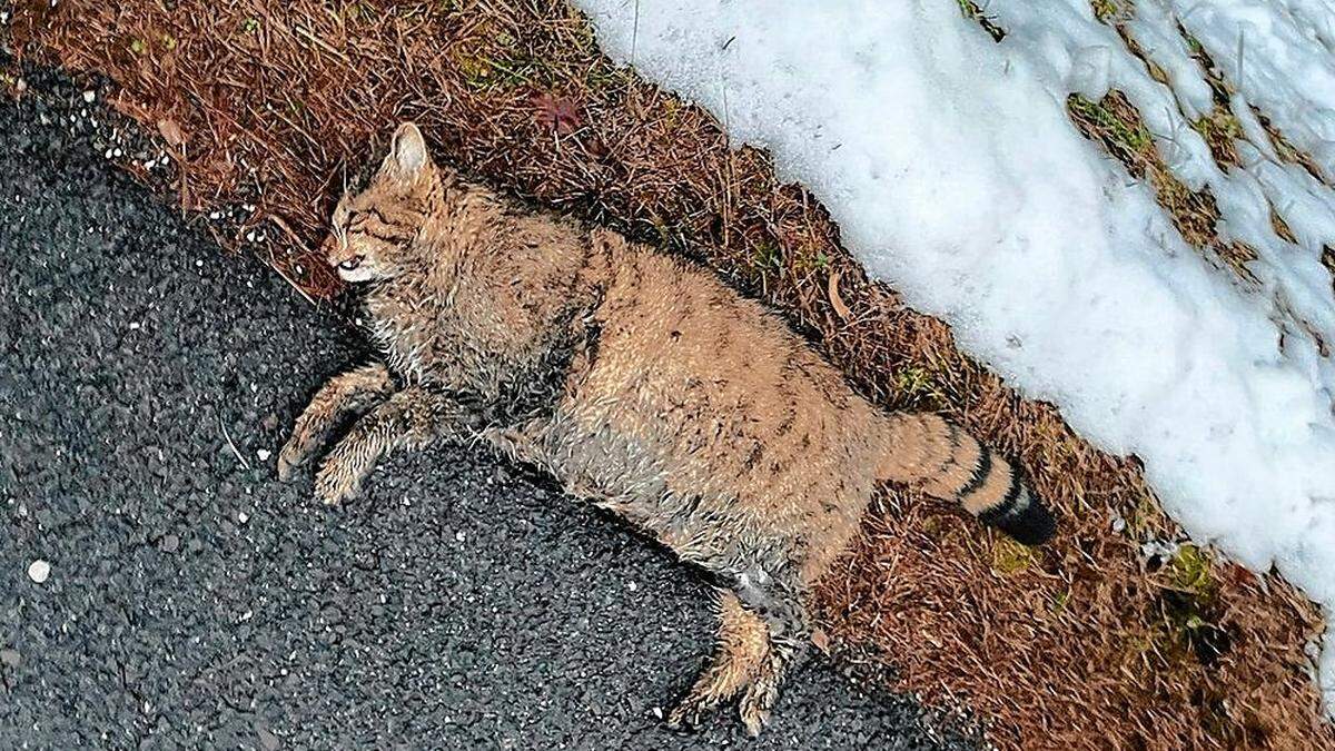 Die überrollte Wildkatze wurde am Straßenrand liegend aufgefunden