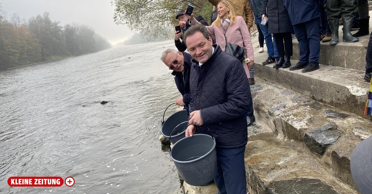 Why Minister Norbert Totschnig released 300 sturgeon into the border Mur ...