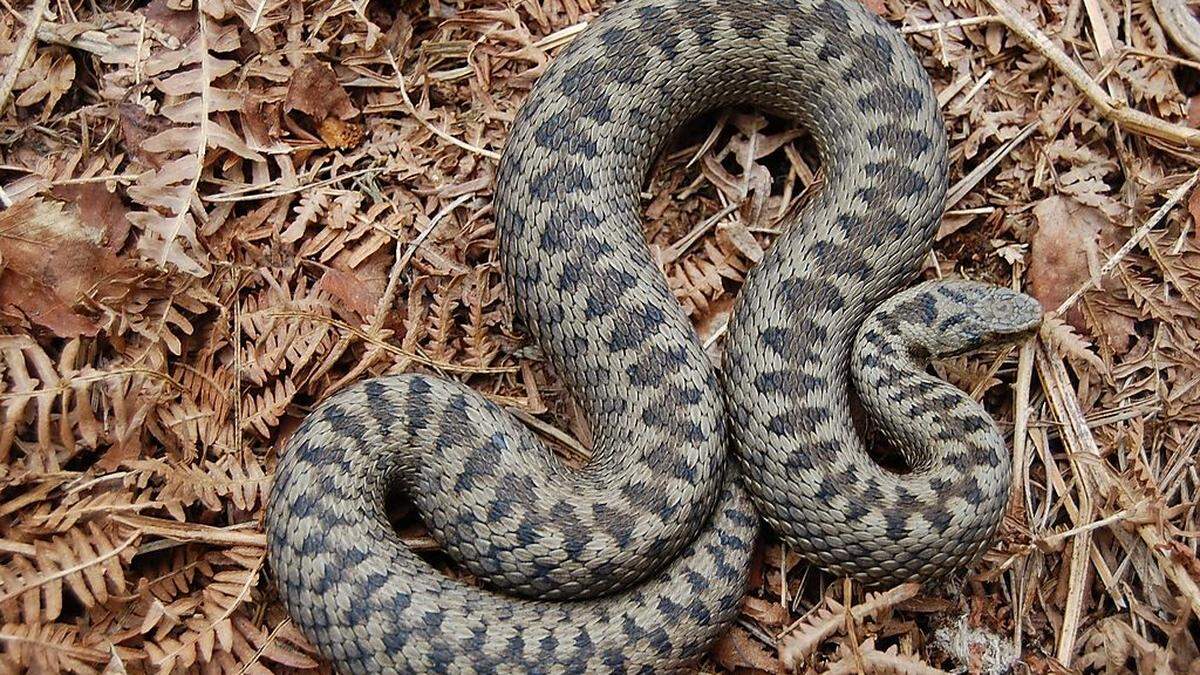 Die Schlangenexpertin tippt auf eine Kreuzotter (Foto) oder Hornviper