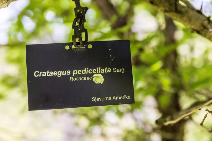 Der botanische Garten mit Bäumen und Sträuchern war bis zu seiner Zerstörung die Heimat von 2500 Pflanzenarten.